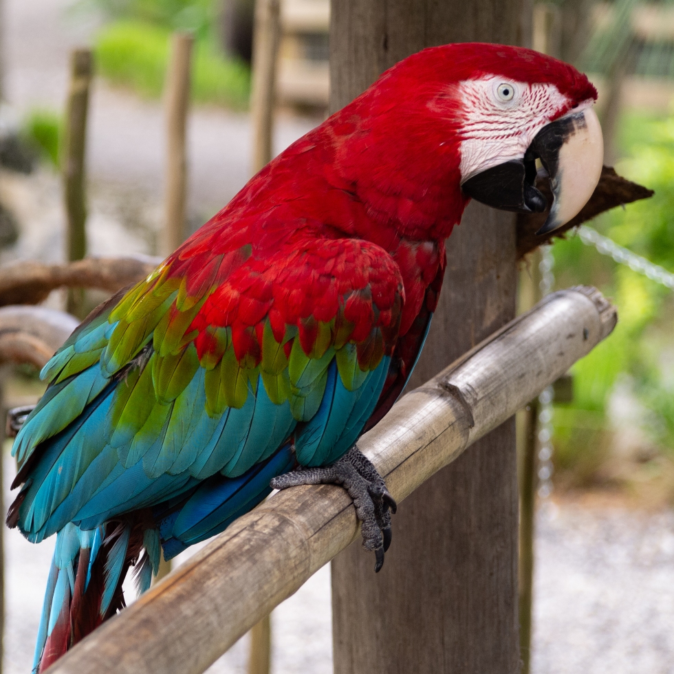 photo of a brightly colored macaw by LensMoments - Nichole Spates 2020